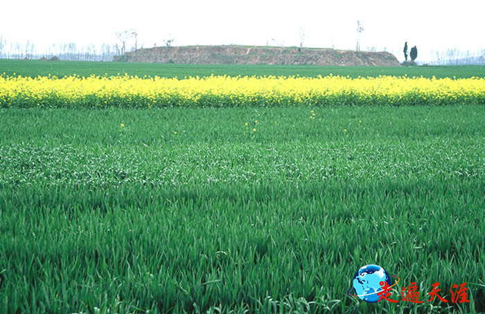 1 许昌射鹿台,被春天的菜花儿簇拥着.JPG