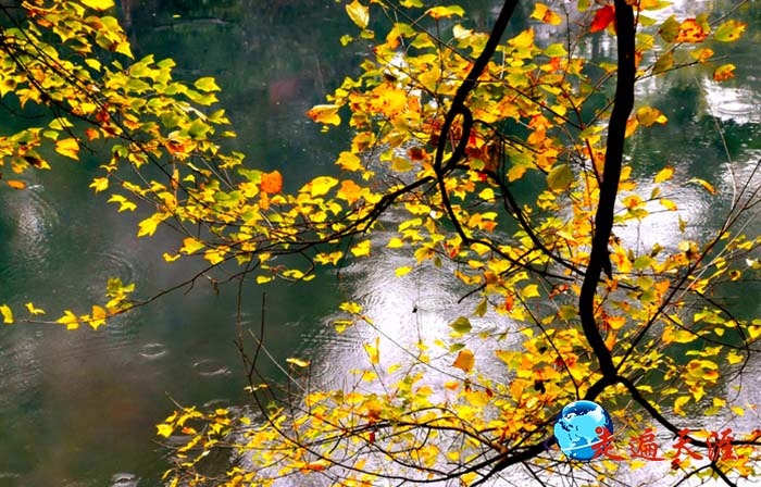 2 年年深秋，玉泉山下的关公显圣处，枫叶由绿转红，释放着片片忠诚.jpg