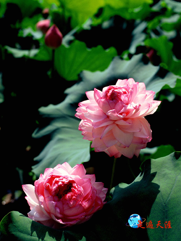 4 玉泉寺关帝殿前,盛开的千瓣并蒂莲花.JPG