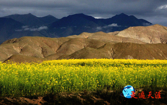 02 8月的雪域高原珠峰脚下,菜花儿刚刚泛黄.jpg