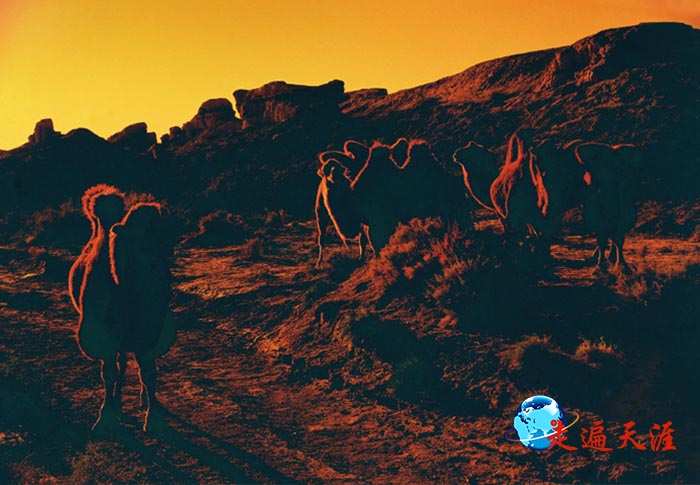 11 从嘉峪关继续向西,可寻觅到绵延千年的汉长城烽燧遗址,还有悠然的驼群.JPG