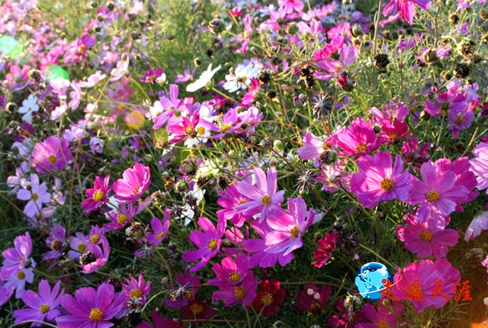 8 艳艳的格桑花,环绕着关帝殿堂.JPG