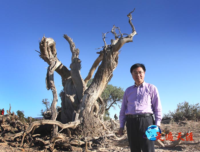 4 失去生命的胡杨,仍千年不倒,傲然屹立.JPG