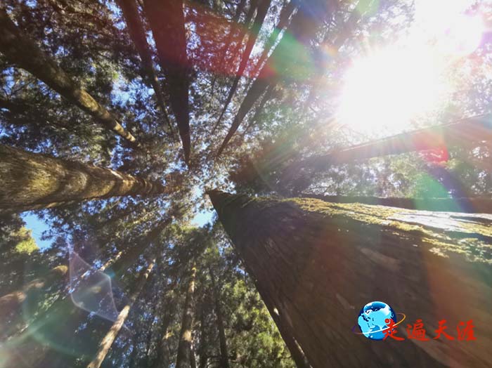 02 阿里山松,折射出绚丽的七彩光芒.jpg