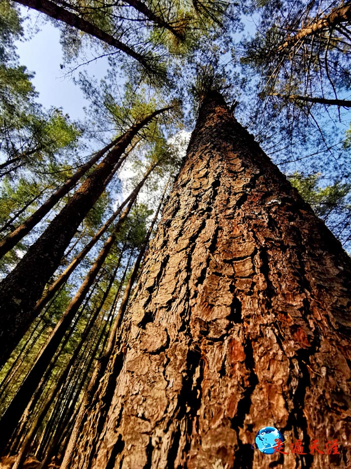10 喜马拉雅山南部的不丹,受印度洋暖流滋润,树木十分挺拔.jpg