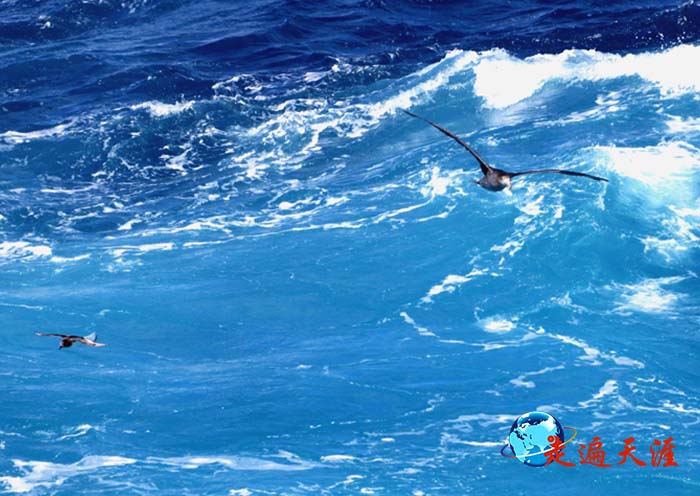 2 德雷克海峡浪尖,矫健的南极欧.JPG