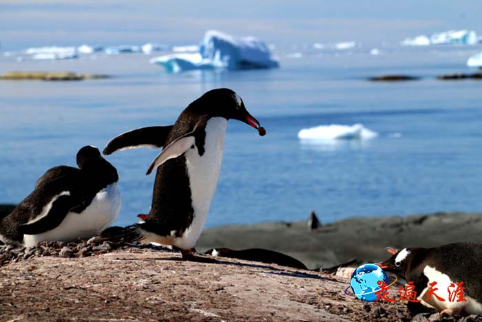 10 这颗石子丢给谁,谁就是自家人了.JPG