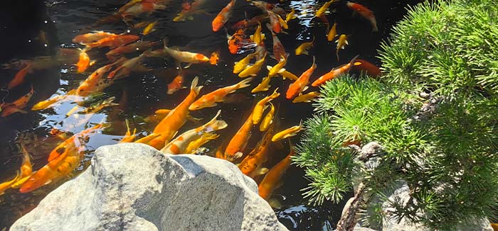 8 金榜山上,青松,金魚奇石相映成趣.jpg